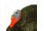 Primos Hunting Lil Gobbstopper Strutter Turkey Box Calls, 69076