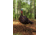 Primos Hunting Photoform Jake Decoy, Box, 69069
