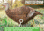 Primos Hunting Photoform Leading Hen Turkey Decoy, Box, 69070