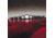 Qorpak Black Phenolic Screw Caps, Pulp/Vinyl Liner, Qorpak 5009/12