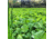 RaKK Fuel Wicked Greenz 1/4 Acre, Large, 7523
