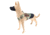 Raptor Tactical K9 Drago Dog Harness, Rhodesian, Large, K9DH-RH-LG