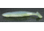 Reaction Innovations Skinny Dipper Swimbaits, 7, 5in, Sexy Shad, SKD-093