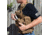 Red Rock Outdoor Gear Cross Draw Vest, Coyote, 520COY