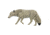 Rinehart Coyote Decoy, Grey 49011