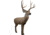Rinehart Signature Mulie Target, Brown, 18011