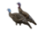 Rinehart Turkey Decoy Combo Hen and Jake, Black 85126