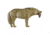 Rinehart Woodland Coyote Target, Brown 85121