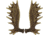 River's Edge Rivers Edge Moose Antler 3'' Drawer/cabinet Pull 2-pack