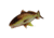 Rivers Edge Glass Tray 24-inch, Guy Harve Redfish, 2099