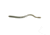 Roboworm Straight Tail Worm, 6in, 10 Pack, Green Neon Pumpkin, SR-F5FB