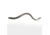 Roboworm Straight Tail Worm, 6in, 10 Pack, Green Pumpkin, SR-FFFB