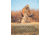 Rothco X Bear Archery Fred Bear Camo Adjustable Boonie Hat, 19052