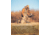 Rothco X Bear Archery Fred Bear Camo Every Day Hoodie, XL, 19070-XL