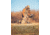 Rothco X Bear Archery Fred Camo Concealed Carry Advanced Tactical Bag, Camo, 613902036147