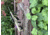 RW Minis .50 Cal Rifle, Replica 1/3 scale, non-firing model, Tan, RWFDE50