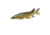 Savage Gear 3D Line Thru Pike Swimbait Soft Bait