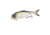 Savage Gear 4Play Pro Swimbait Hard Bait