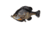 Savage Gear Pulse Tail Bluegill LB Soft Bait