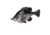 Savage Gear Pulse Tail Bluegill LB Soft Bait