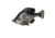 Savage Gear Pulse Tail Bluegill LB Soft Bait