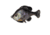Savage Gear Pulse Tail Bluegill LB Soft Bait