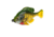 Savage Gear Pulse Tail Bluegill LB Soft Bait