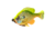 Savage Gear Pulse Tail Bluegill LB Soft Bait