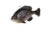 Savage Gear Pulse Tail Bluegill Line Thru Soft Bait