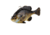 Savage Gear Pulse Tail Bluegill Line Thru Soft Bait