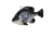 Savage Gear Pulse Tail Bluegill Line Thru Soft Bait