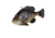 Savage Gear Pulse Tail Bluegill Line Thru Soft Bait