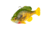 Savage Gear Pulse Tail Bluegill Line Thru Soft Bait