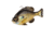 Savage Gear Pulse Tail Bluegill Line Thru Soft Bait