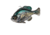 Savage Gear Pulse Tail Bluegill Line Thru Soft Bait