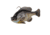 Savage Gear Pulse Tail Bluegill RTF Soft Bait