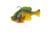Savage Gear Pulse Tail Bluegill RTF Soft Bait