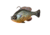 Savage Gear Pulse Tail Bluegill RTF Soft Bait