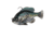 Savage Gear Pulse Tail Bluegill RTF Soft Bait