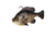 Savage Gear Pulse Tail Bluegill RTF Soft Bait