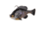 Savage Gear Pulse Tail Bluegill RTF Soft Bait