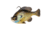 Savage Gear Pulse Tail Bluegill RTF Soft Bait