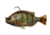 Savage Gear Pulse Tail Pinfish RTF 4in Dark Pinfish, 3242