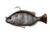 Savage Gear Pulse Tail Pinfish RTF 4in Ghost Pinfish, 3241