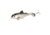 Savage Gear SD Smash Tail Topwater Hard Bait