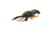 Savage Gear Toughtec NED Craw Soft Bait