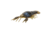 Savage Gear Toughtec NED Craw Soft Bait
