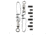 Scotty 1150 Coastlock Snaps, 2 Pack, 1150