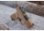 SeeAll Open Sights CC Micro Pistol Sight, Black, LxWxH 1.8inch x 1 inch .6 inches, 850006380596