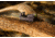 EDEMO SeeAll Open Sights Micro SeeAll Open Sight, Delta, Black, 850006380565, EDEMO1